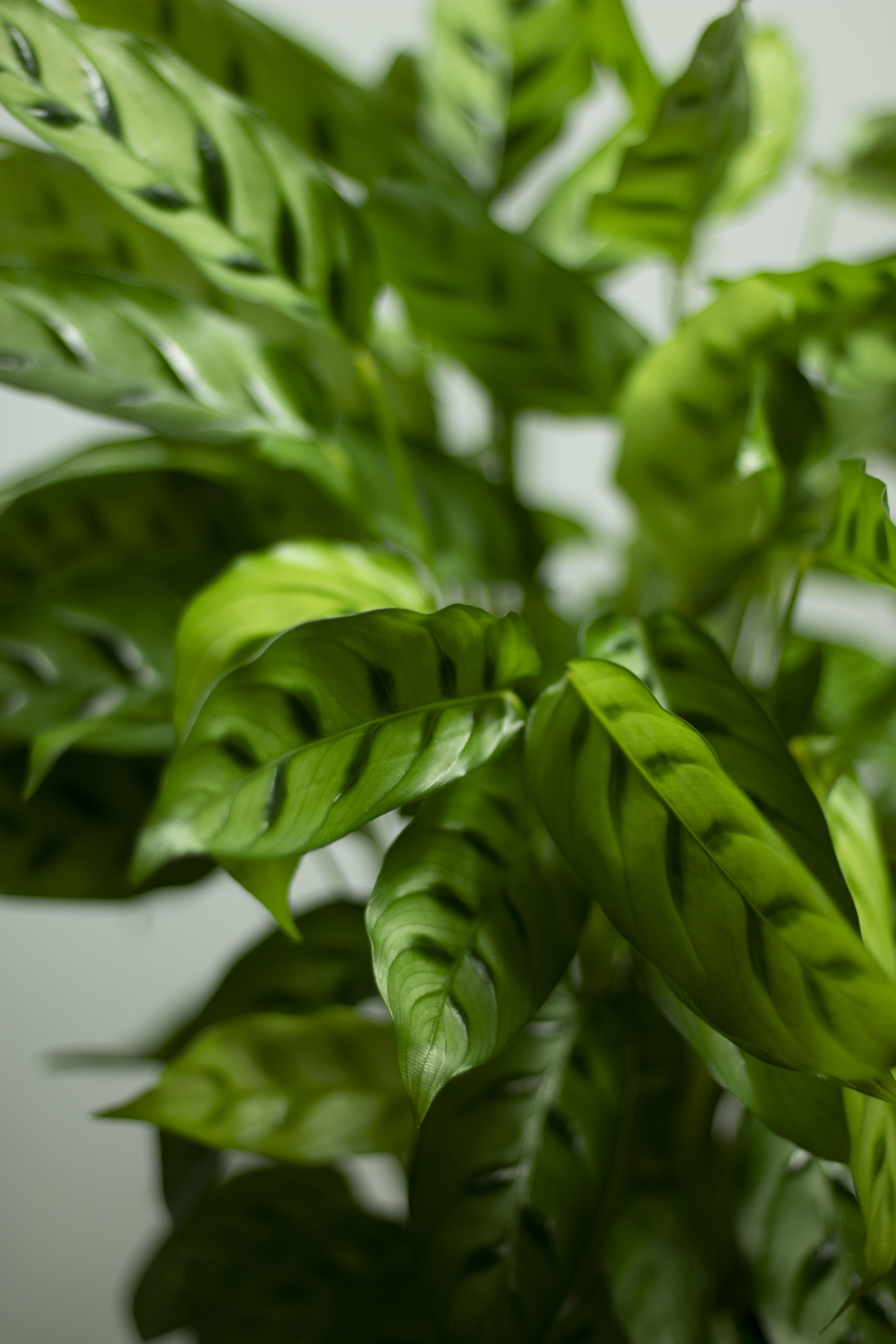 Top 5 best indoor plants Jen's Plants and Florist