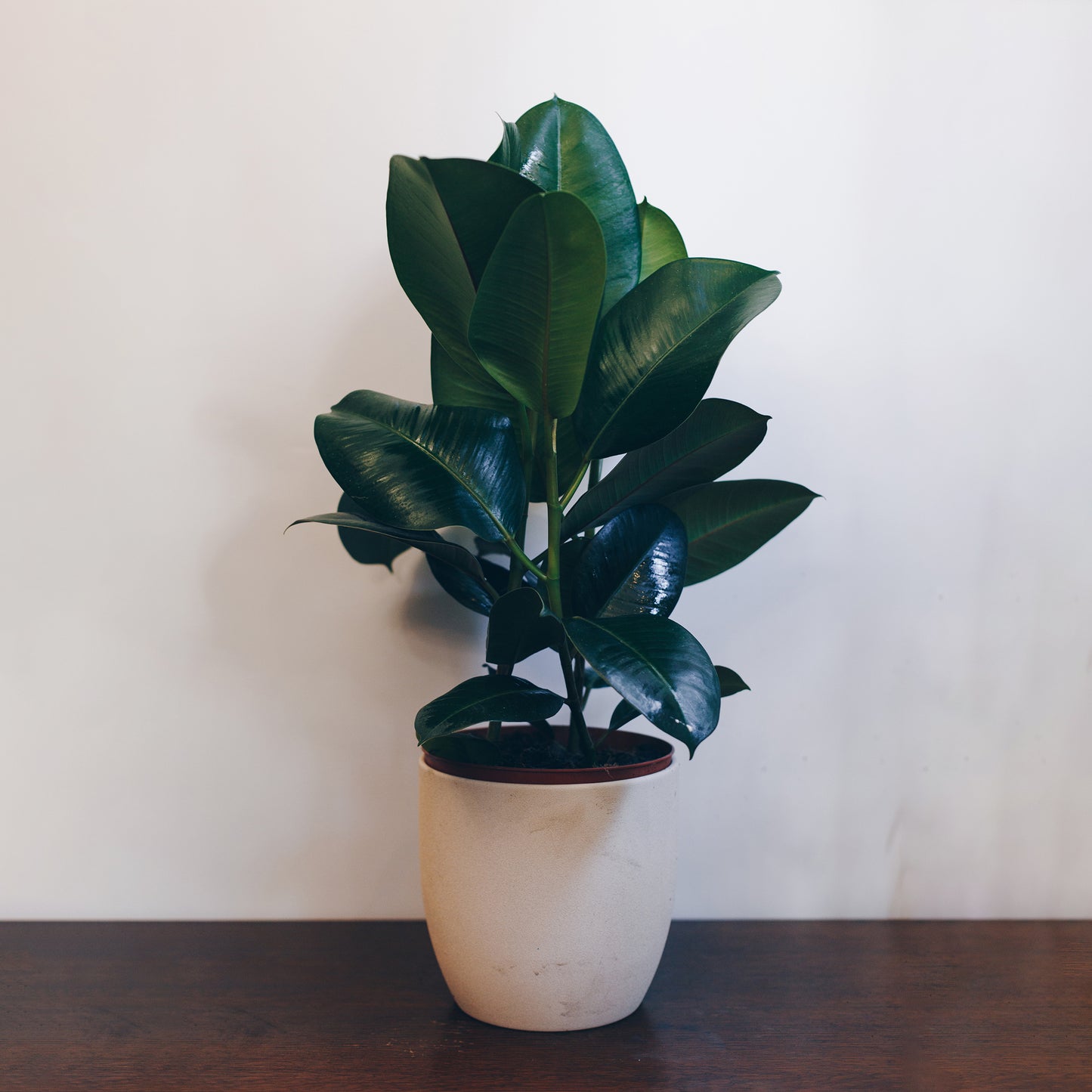 Rubber Plant (Nick Name Ruby)