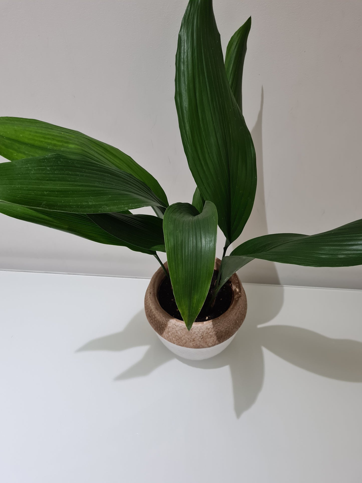 Aspidistra (Cast Iron Plant)