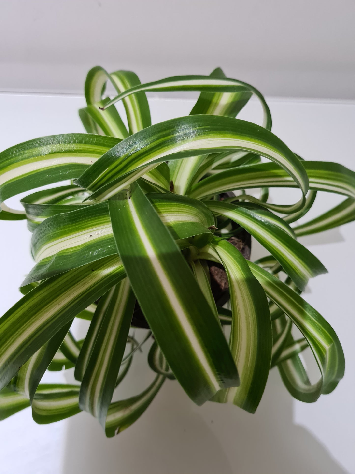 curly spider plant