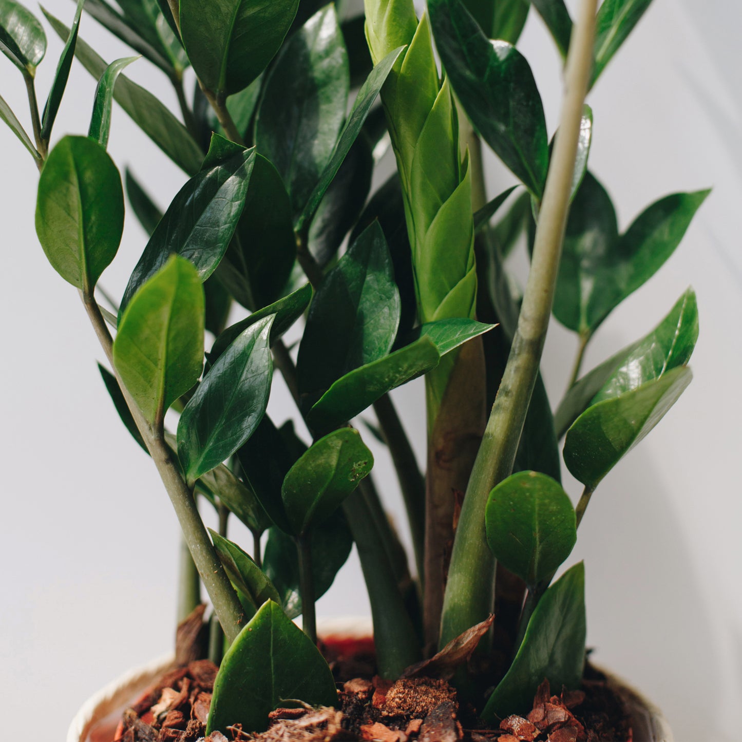 Zamioculcas Zamiifolia