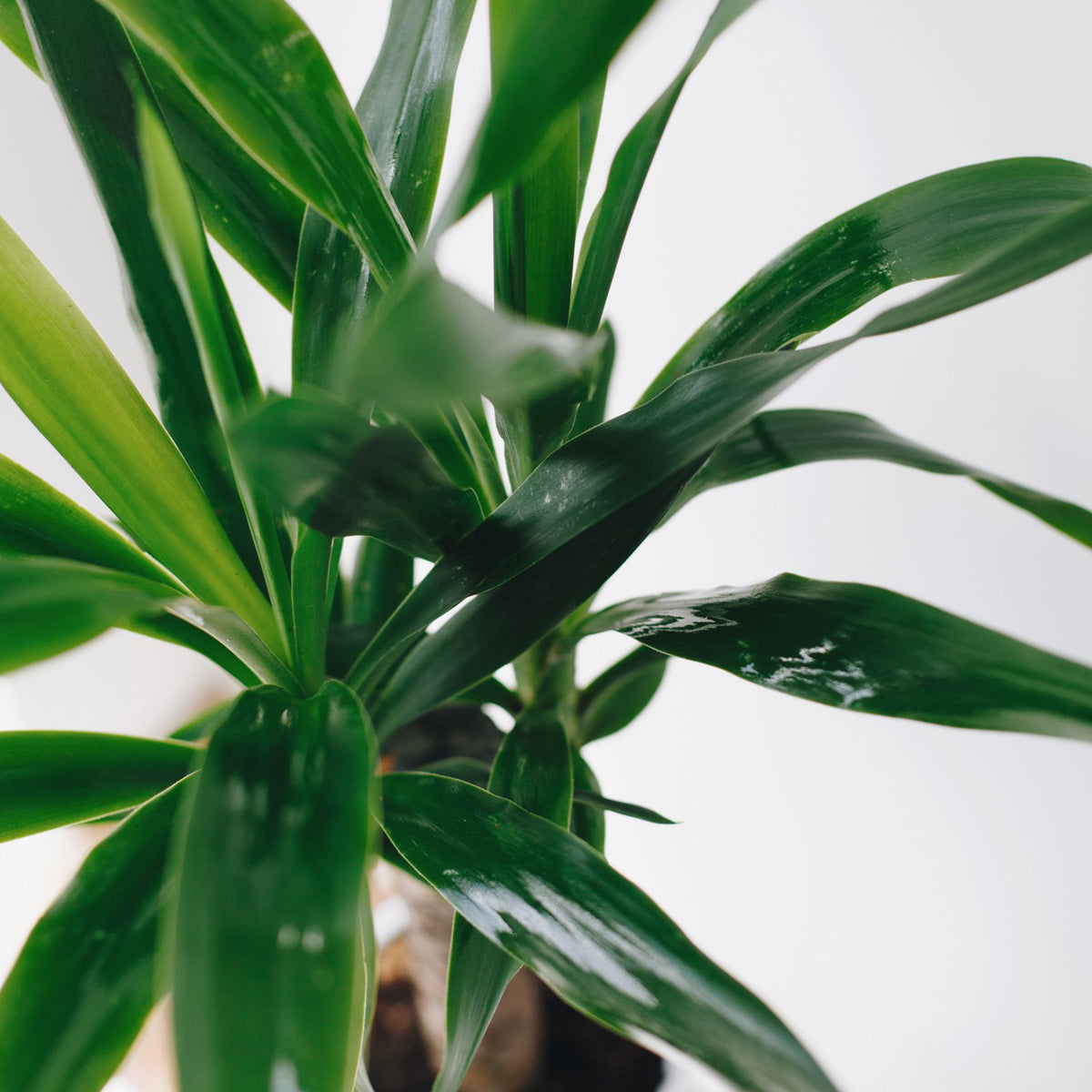 Yucca Plant (Guard Plant) – Jen's Plants and Florist
