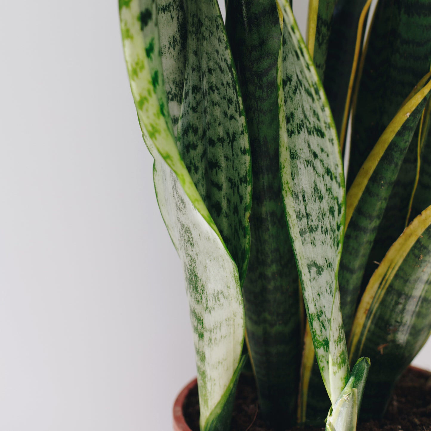 Sansevieria (Snake Plant)