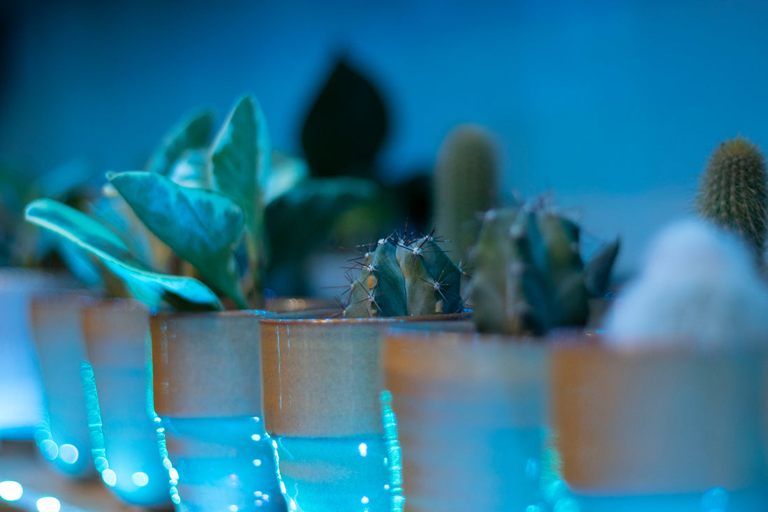Plants for LOW light environments
