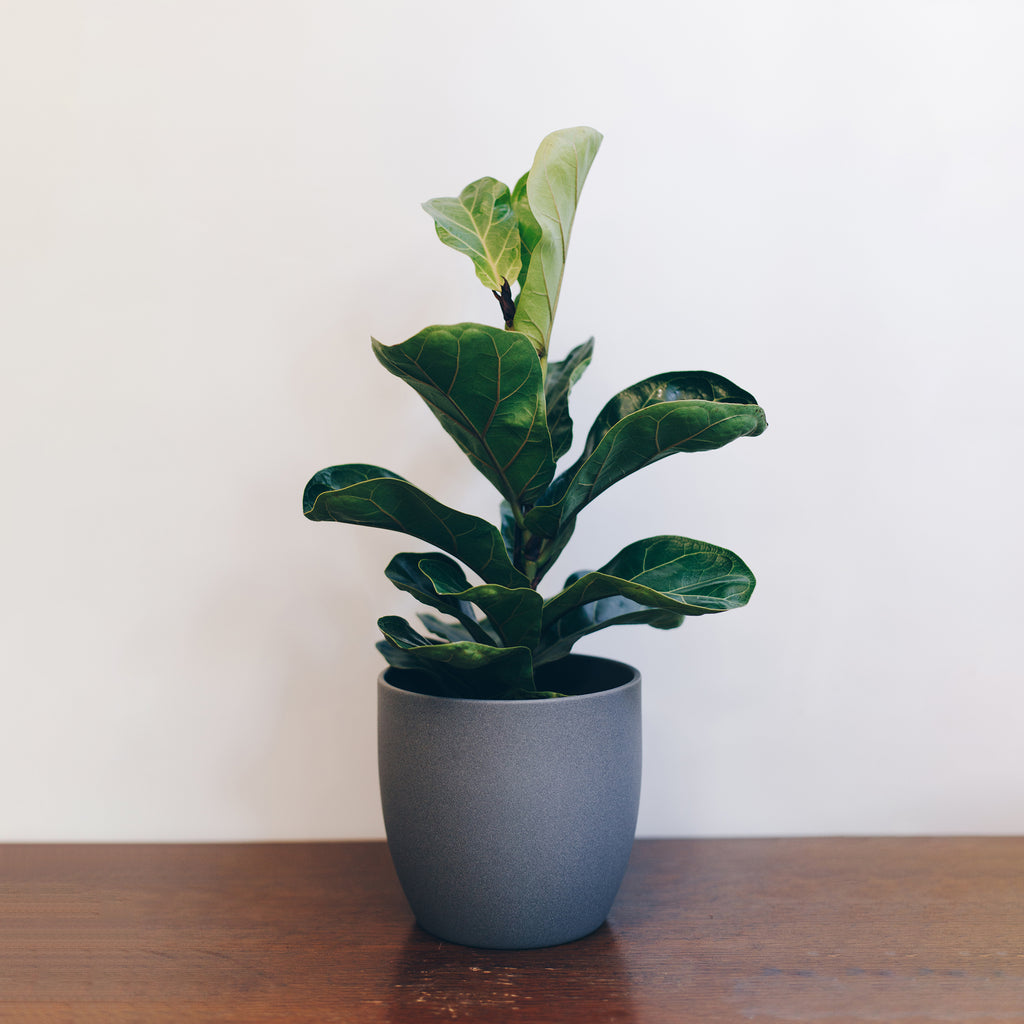 fiddle leaf fig nz Ficus Lyrata (Nickname: Fiddle Leaf Fig) – Jen's Plants and Florist