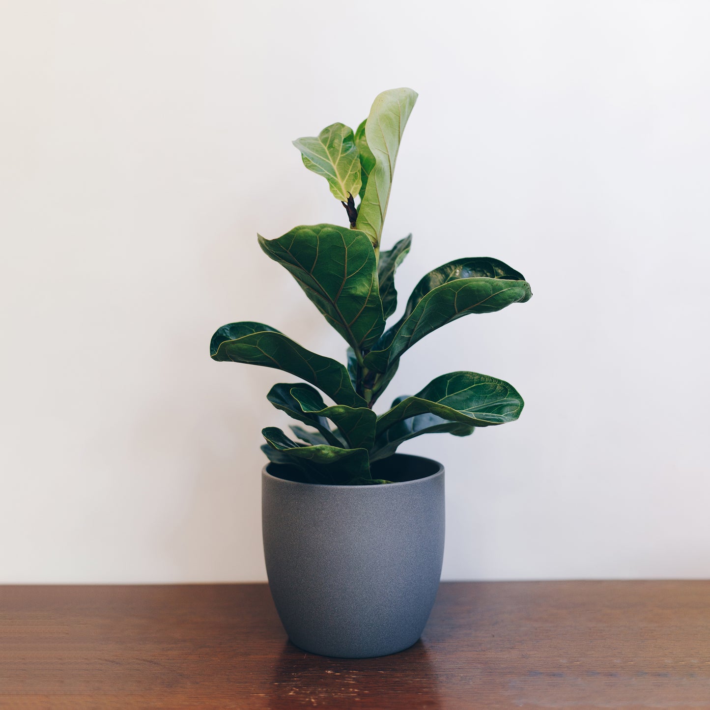 Ficus Lyrata (Nickname: Fiddle Leaf Fig) – Jen's Plants and Florist