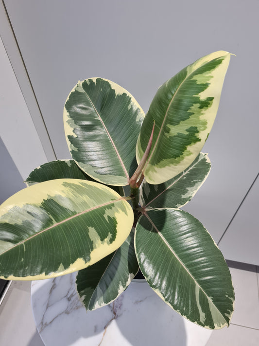 Camouflage Rubber Plant