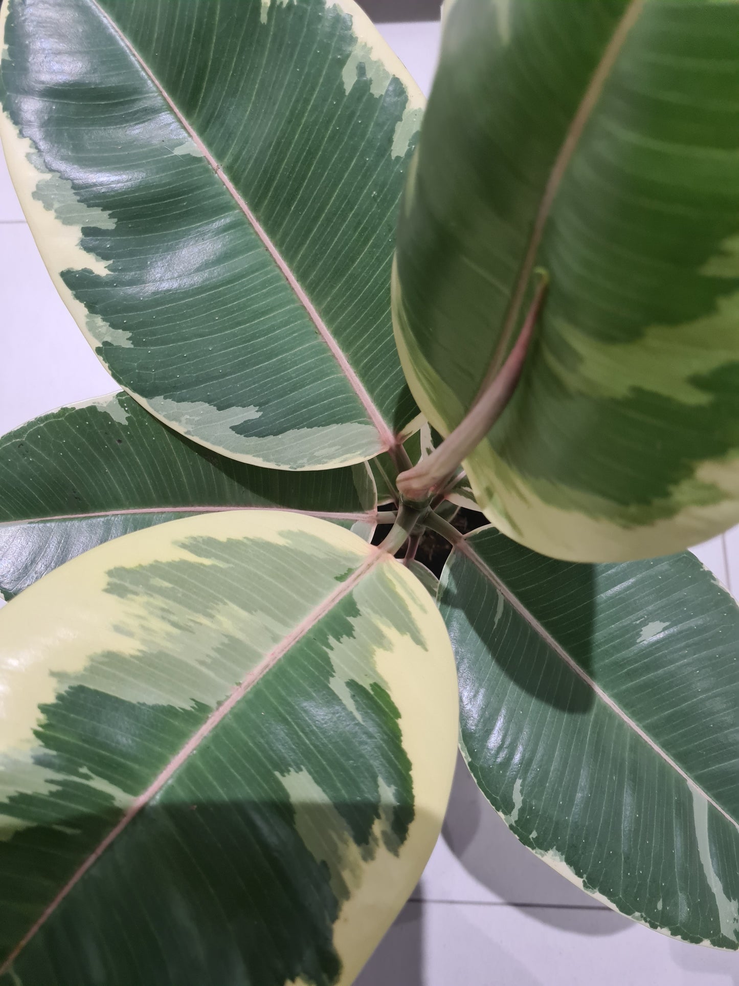 Rubber plant (camouflage)