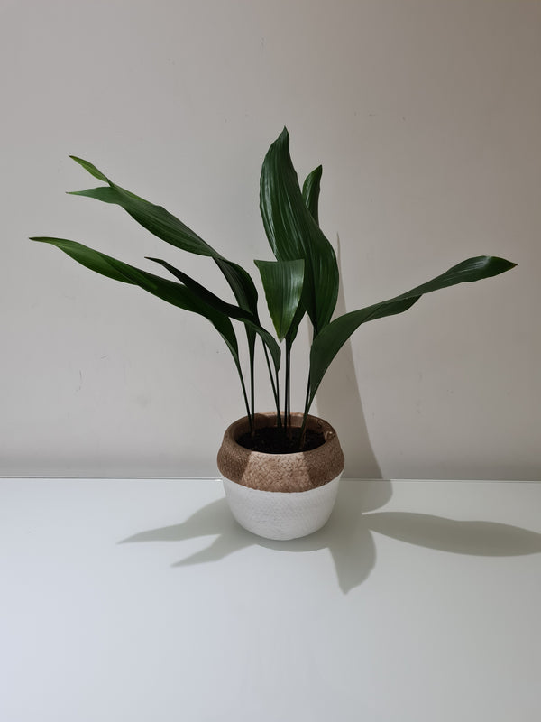 Aspidistra (Cast Iron Plant)