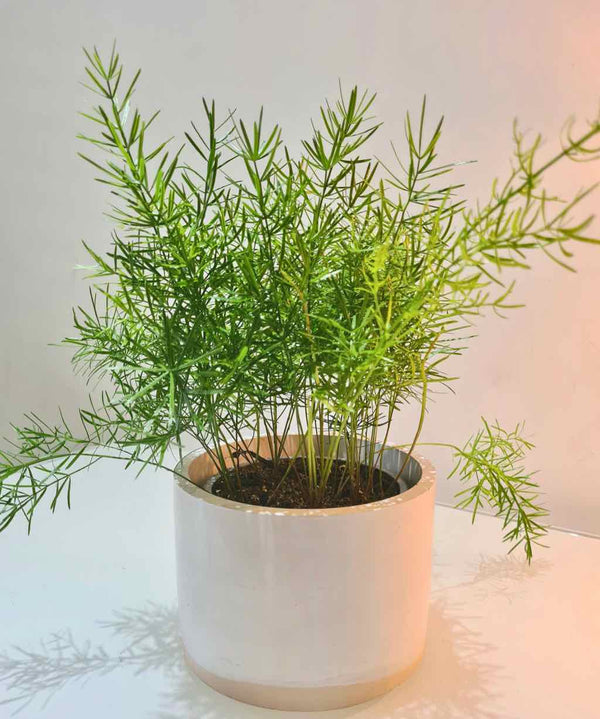 Asparagus Fern
