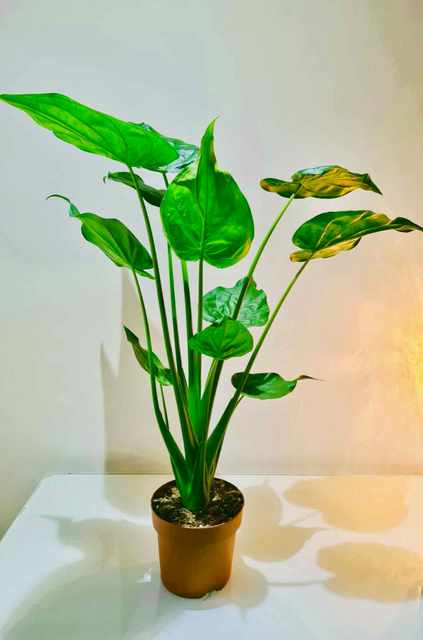 Alocasia Cucullata