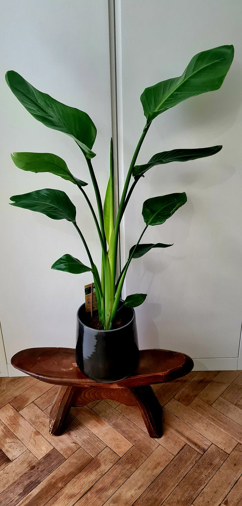 strelitzia nicolai ikea Strelitzia Nicolai – Jen's Plants and Florist
