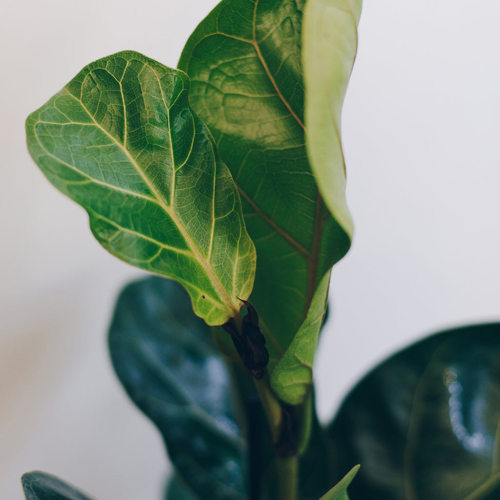 fiddle leaf fig em portugues Ficus Lyrata (Nickname: Fiddle Leaf Fig) – Jen's Plants and Florist