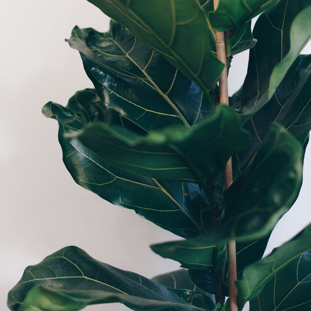 fiddle leaf fig em portugues Ficus Lyrata (Nickname: Fiddle Leaf Fig) – Jen's Plants and Florist