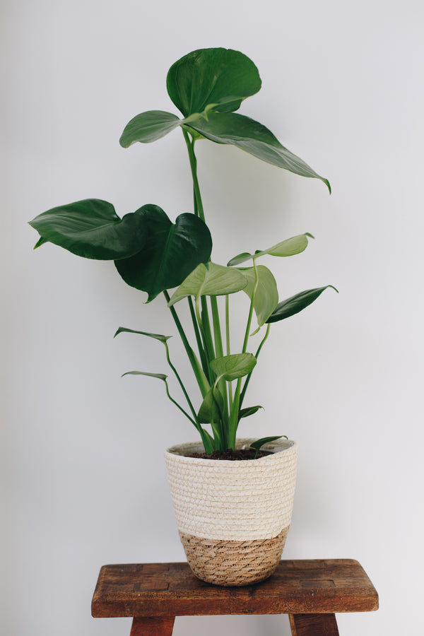 monstera snake plant Sansevieria (Snake Plant) – Jen's Plants and Florist