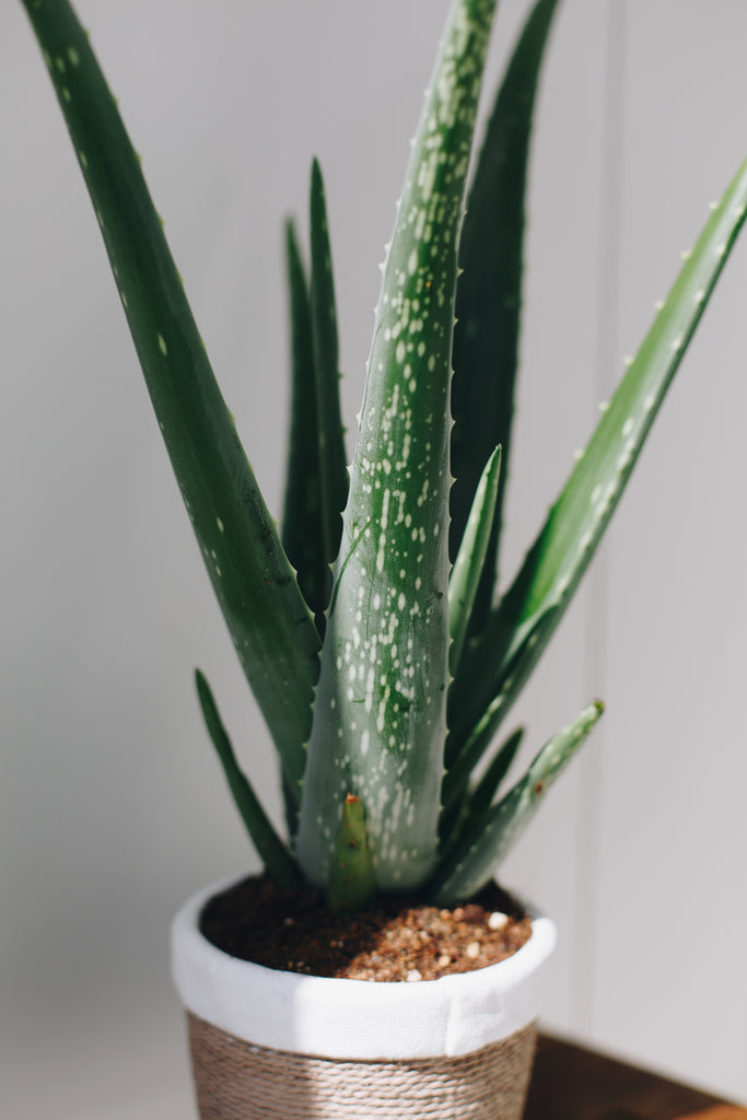 aloe vera plante stell Aloe Vera – Jen's Plants and Florist