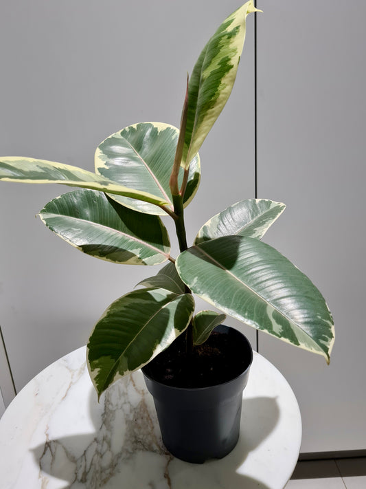 Rubber plant (camouflage)